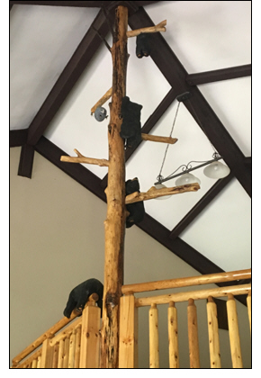 Global Connections Opens The Tree House at White Oak Lodge and Resort