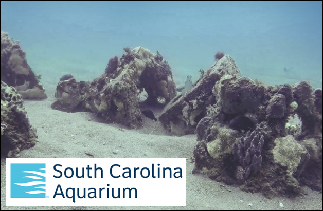 South Carolina Aquarium Announces New In-Water Research Program